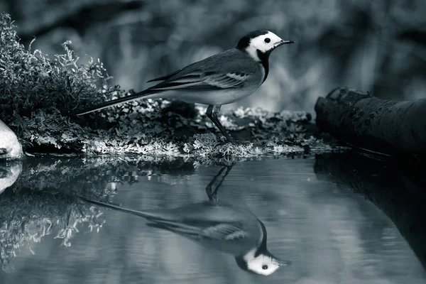 Тит (Parus major) на размытом естественном фоне. Селец — стоковое фото