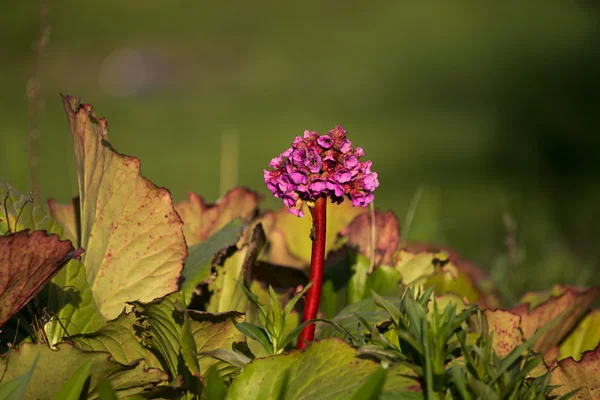 Wildblumen auf grünen Wiesen für abstrakten natürlichen Hintergrund. Das ist nicht der Fall ", sagte der Präsident des Zentralrats der Juden in Deutschland, Josef Schuster, der Deutschen Presse-Agentur. — Stockfoto