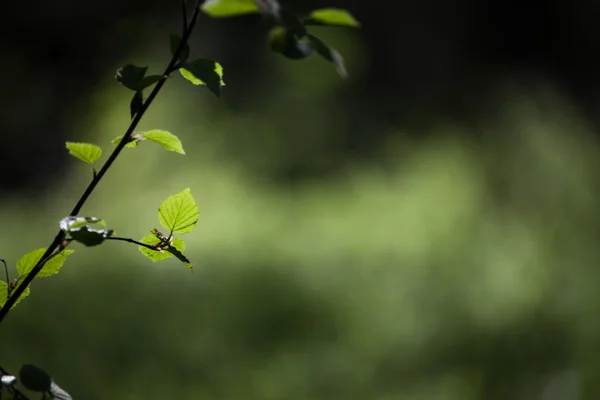 Branch of birch on abstract natural background. Shallow depth of — Stock Photo, Image