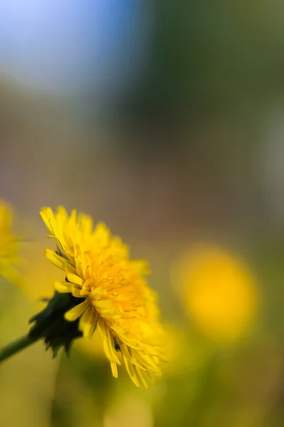 Gelber Löwenzahn auf abstrakt grünem Hintergrund. flache Tiefe von — Stockfoto