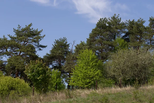 Grüne Bäume gegen den blauen Himmel in der Landschaft — Stockfoto