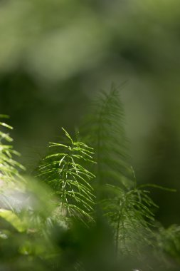 Orman bitki ve çiçekler doğal arka plan üzerinde. Sh
