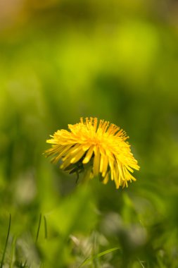 Sarı karahindiba yeşil arka plan üzerinde. Sığ derinliği 