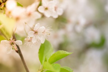 Çiçekli dallar kiraz üzerinde doğal arka plan bulanık. Shal