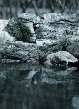 Baştankara (Parus major) natur orman göl kıyısında