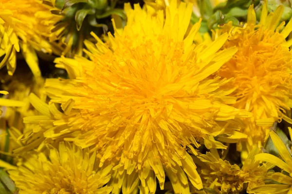 Gele paardebloem op abstracte groene achtergrond. Ondiepe scherptediepte — Stockfoto