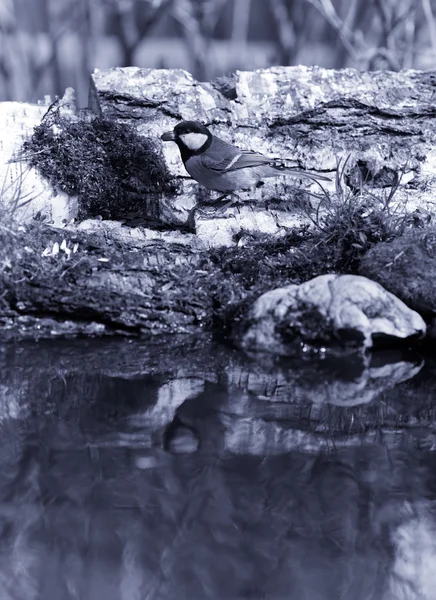 Meisen (Parus major) am Ufer des Waldteiches für die Natur — Stockfoto