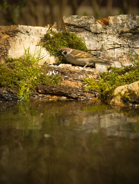 Pardal (Passer domesticus) na margem da lagoa da floresta para — Fotografia de Stock
