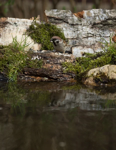 Sparrow (Passer domesticus) sur le rivage de l'étang forestier pour — Photo