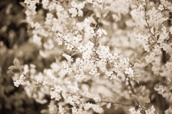 Kwitnących gałązek wiśni na naturalny niewyraźne tło. Podmiot odpowiedzialny — Zdjęcie stockowe