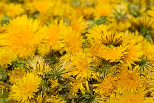 Natural background of yellow dandelions. Shallow depth of field. — Stock Photo, Image