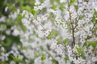 Çiçekli dallar kiraz üzerinde doğal arka plan bulanık. Shal