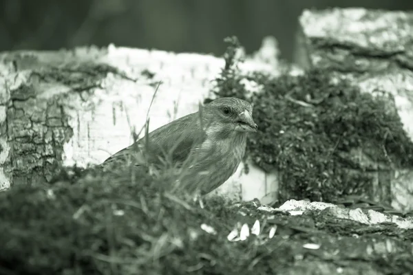 Greenfinch (самка chloris) на береза стовбур для природного фонової м — стокове фото