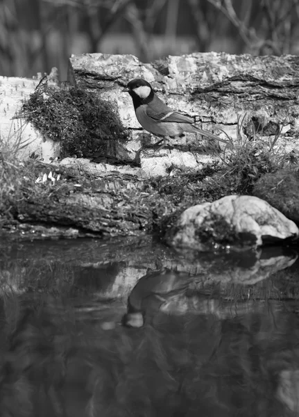 Méné cendré (Parus major) sur le rivage de l'étang forestier pour la nature — Photo