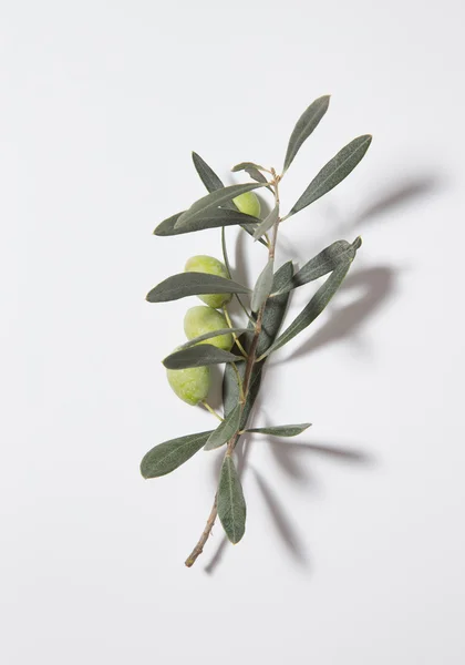 Zweig eines Olivenbaums mit Schatten auf hellem Hintergrund — Stockfoto