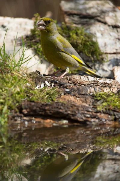 Greenfinch (Carduelis chloris) on the shore of the forest pond f — Stock Photo, Image