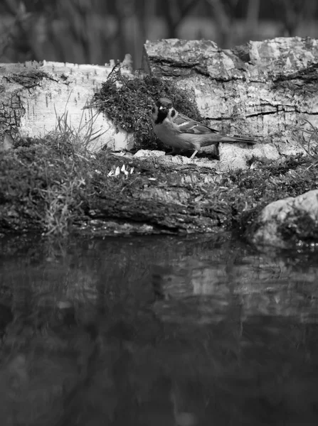 Pardal (Passer domesticus) na margem da lagoa da floresta para — Fotografia de Stock