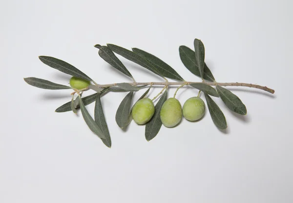 Zweig eines Olivenbaums mit Schatten auf hellem Hintergrund — Stockfoto