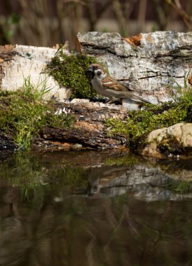 Serçesi (Passer domesticus) orman gölün kıyısında 