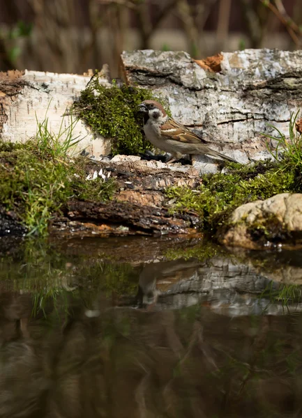 Pardal (Passer domesticus) na margem da lagoa da floresta para — Fotografia de Stock