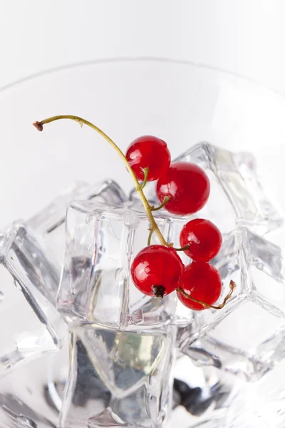 Bacche di ribes rosso in un bicchiere da martini su sfondo bianco — Foto Stock