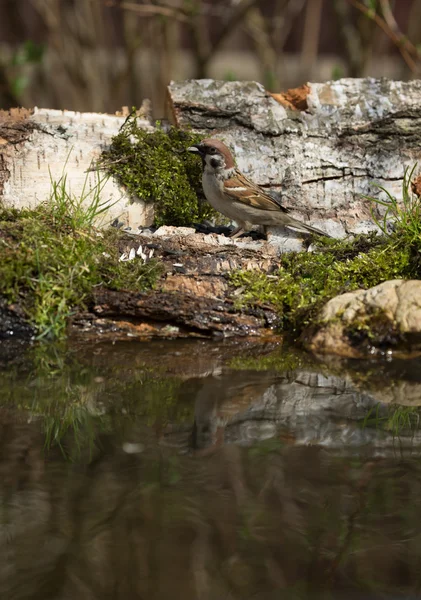 Sperling (passer domesticus) am Ufer des Waldteiches für — Stockfoto