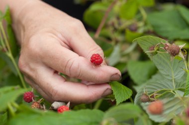 Ahududu yaşlı kadın elinde. Seçici odak