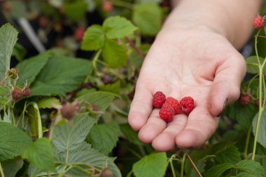 Ahududu yaşlı kadın elinde. Seçici odak
