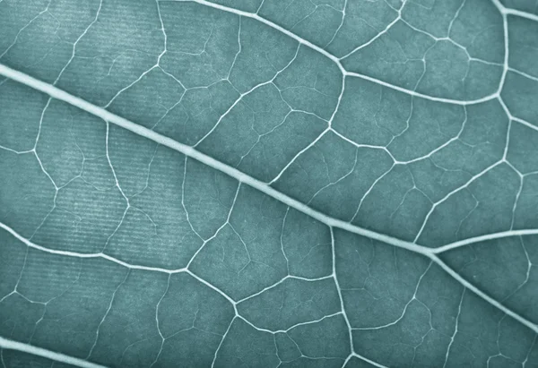 Texture of fresh green leaf for natural background. Toned — Stock Photo, Image