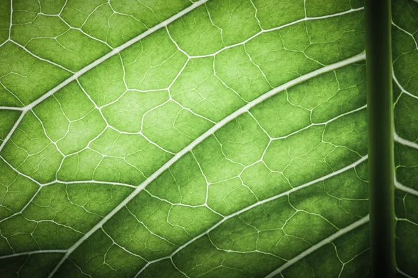 Textur des frischen grünen Blattes für natürlichen Hintergrund. gemildert — Stockfoto