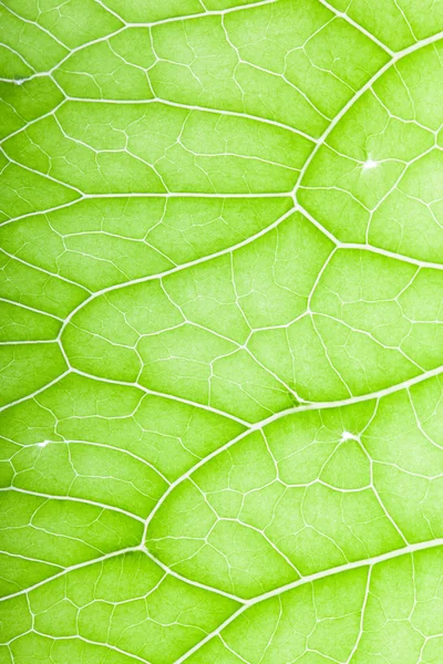 Текстура свіжого зеленого листа для природного фону — стокове фото