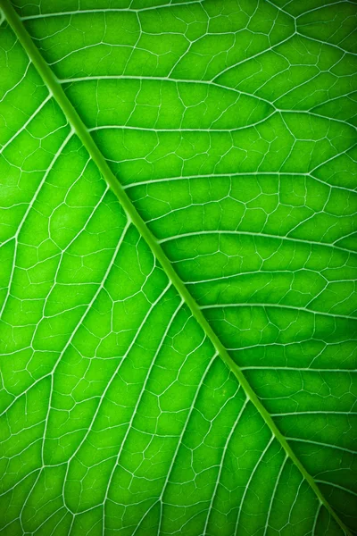 Textura de folha verde fresca para fundo natural. Tonificado — Fotografia de Stock