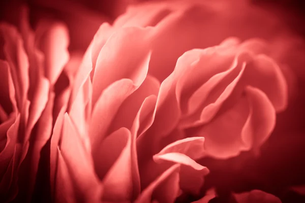 Blossom of fresh garden rose. Selective focus. Shallow depth of — Stock Photo, Image