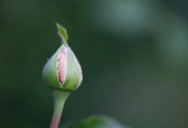 Bud of fresh garden rose. Selective focus. Shallow depth of fiel — Stock Photo, Image