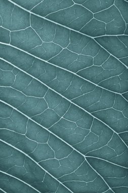 Doğal arka plan için taze yeşil yaprak dokusu. Tonda