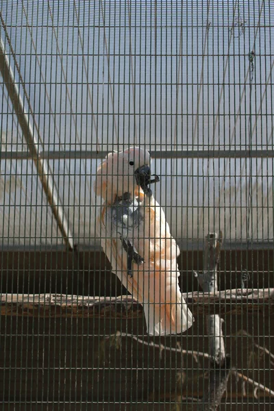 White parrot in a cell in a zoo — Stock Photo, Image