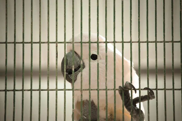 White parrot in a cell in a zoo. Toned — Stock Photo, Image