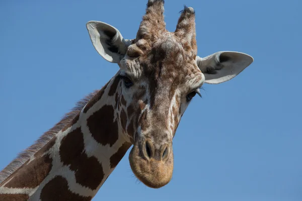 Schöne Giraffe im Zoo — Stockfoto