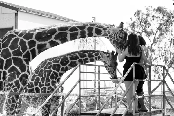 Schöne Giraffe in einem Zoo. gemildert — Stockfoto