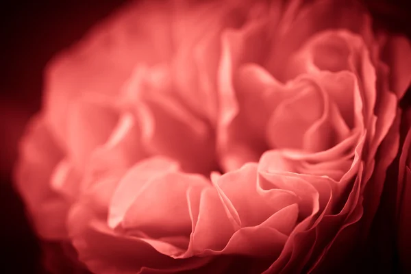 Kwitnąć świeże ogród Rose. Selektywny fokus. Płytkiej głębi — Zdjęcie stockowe