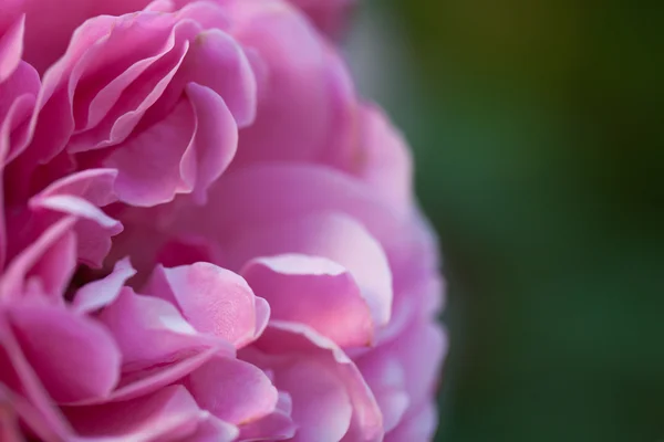 Flor de rosa de jardín fresco. Enfoque selectivo. Profundidad superficial de — Foto de Stock