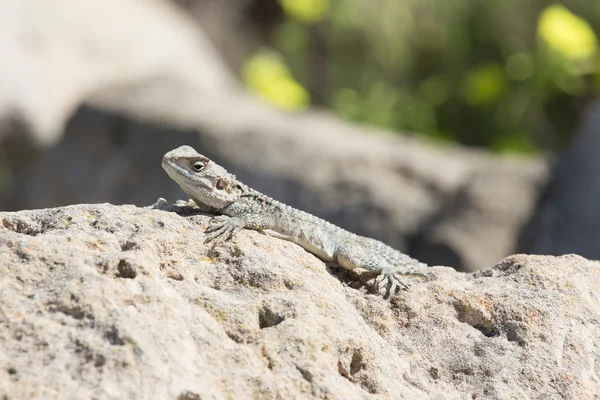 Hora agama (Laudakia stellio) vyhřívají na skále na natur — Stock fotografie