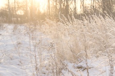 Güzel kış manzara Rus ili