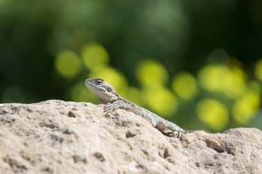 Bir kayaya natur tadını çıkarma dağ agama (Laudakia stellio)