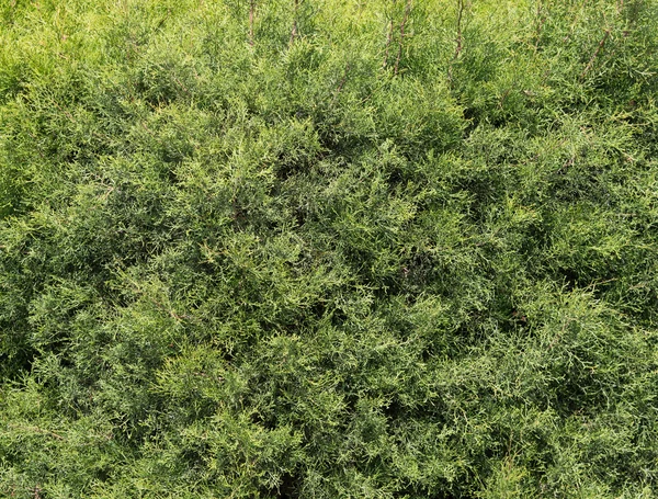 Стена ярко-зеленых кустов — стоковое фото