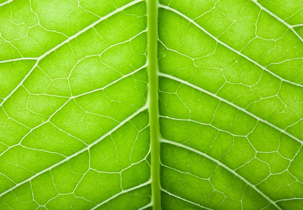 Textura de folha verde fresca para fundo natural — Fotografia de Stock