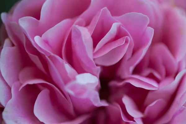 Blüten frischer Gartenrosen. Selektiver Fokus. flache Tiefe von — Stockfoto