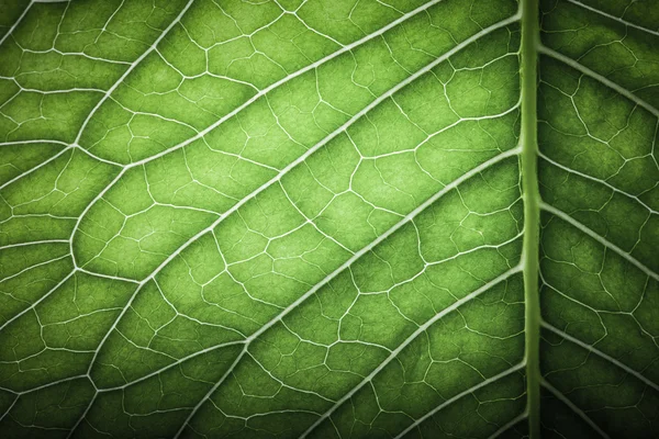 Textura de folha verde fresca para fundo natural. Tonificado — Fotografia de Stock