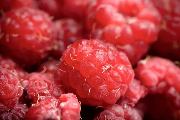 Lots of fresh bright red raspberries. Selective focus. Shallow d Royalty Free Stock Photos