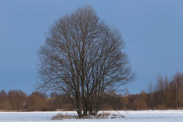 Bela paisagem de inverno na província russa — Fotografia de Stock